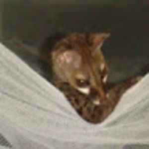 Meet your Posher, Roy